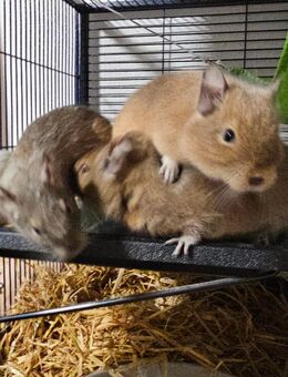 4 handzahme männliche unkastrierte Degus - Reichenbach (Fils)