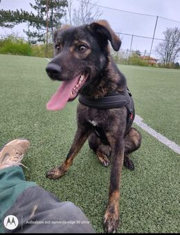 Kara sucht endlich ihre Menschen! 🐕 - Niederkrüchten