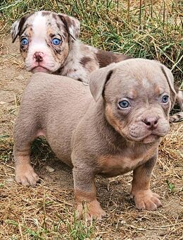 Wunderschöne American Bully Welpen zu Verkaufen!! - Ludwigshafen (Rhein)