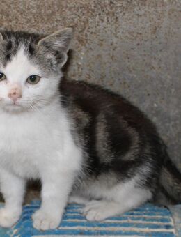süßes Katzenbaby abzugeben - Ergersheim