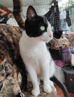 Schmusekatze Gabi - Eichenzell