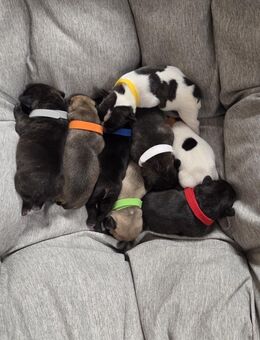 Französische Bulldogge Welpen - Ahaus