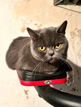 Britische Kurzhaarkatze - Völklingen