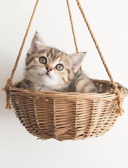 Kleines BKH Kätzchen Kitten sucht Traumzuhause - Wismar