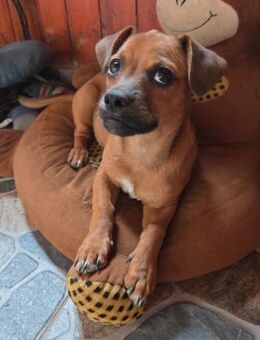OLIVIA - Dackelmix, neugierig, offen - Weilheim (Oberbayern)