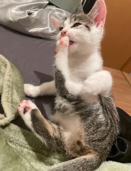 12 Wochen alter Kater - Rödental