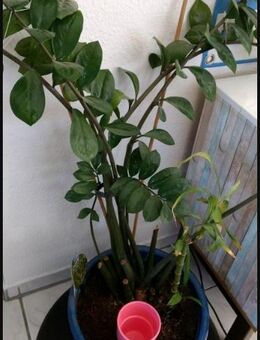 Glücksfeder Glücksbambus Zamioculcas Potpourri Ensemble Pflanzen - Weiterstadt