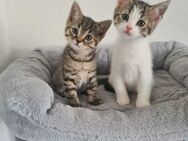 BKH Kitten Reinrassig Black Golden Tabby Weiss , Black Golden , - Hagen (Stadt der FernUniversität)