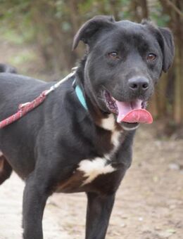 Asterix - freundlich & lebhaft - Lohmar