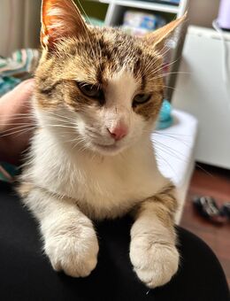 Katze Maja abzugeben ab sofort - Ehekirchen