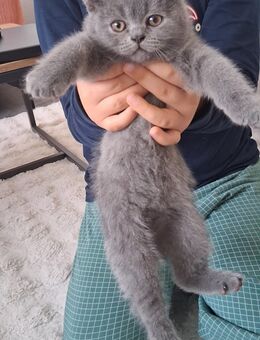 BKH-Weiblich (letzte Katze) - Ahlen
