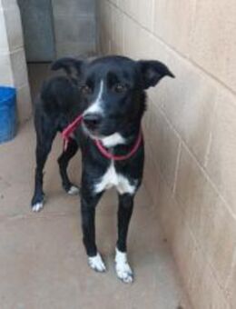 Angus- verspielter, süßer Jungspund - Freudenstadt