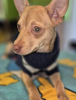 Breadley 4 Monate Chihuahua-Pinscher Mix - Kassel