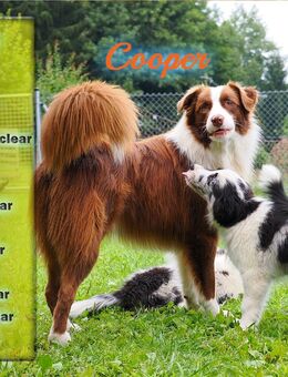 Australian Shepherd "Cooper" Deckrüde - Rattenberg