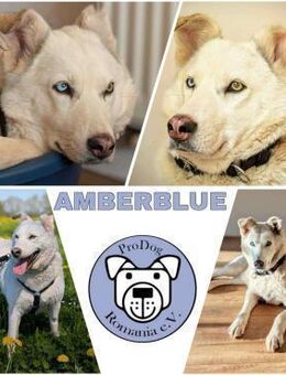 AMBERBLUE -freundlich & unkompliziert- - Duisburg