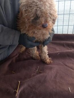 Csipke-PP, Wuschelhund sucht sein Glück - Neustadt (Rübenberge)