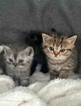 BKH Kitten, reinrassige BKH-Kitten - Bad Honnef