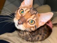 Bengal kitten zu verkaufen - Solingen (Klingenstadt)