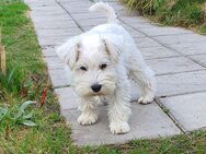 Zwergschnauzer Welpen weiß - Rhauderfehn