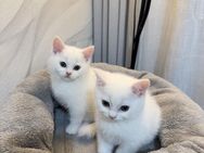 BKH Kitten abzugeben - Duisburg