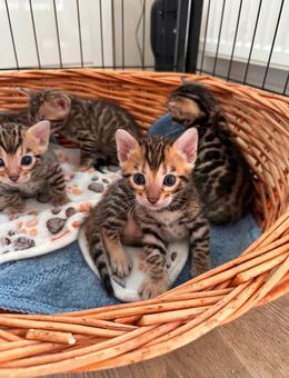 Noch 4 kleine bengalkitten such ein Zuhause - Erfurt