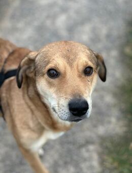 Finn sucht Dich - Wallerfangen