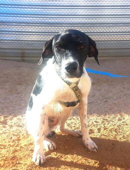 Junghündin Gemala sucht ihr Zuhause - Berlin