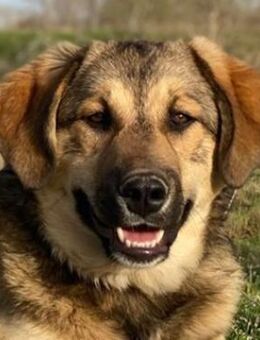 Pola, geb. ca. 09/2024, GRIECHENLAND - Markdorf