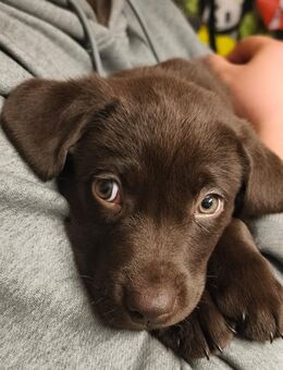 Labrador, Arbeitslinie, Welpen, Schoko - Warburg (Hansestadt)