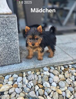Yorkshire Terrier welpen/ Chip - Simbach