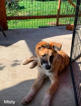 Collie mix - Wassenberg