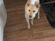 Shiba Inu - Neubrandenburg