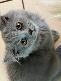BKH reinrassig Kitten. - Braunschweig