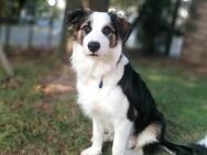 Border Collie - Kevelaer