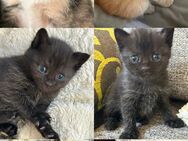 Kitten abzugeben - Pfungstadt
