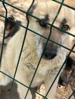 Darf JAZZIE niemals glücklich sein? - Neuberg