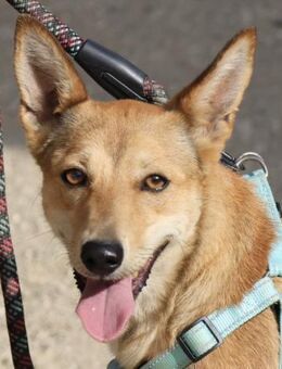 Agua, freundlich, neugierg, offen - Westerholt