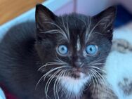 Babykatzen Katzenbaby Kitten Katze - Homburg