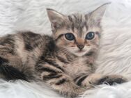 Mathilda BKH Kitten Abgabe SOFORT! - Berlin Reinickendorf