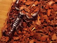 Laos-Skorpion abzugeben (Heterometrus Laoticus) - Kreuztal