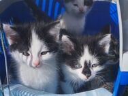 Drei süsse Katzenbabys suchen ein neues Zuhause - Wildpoldsried