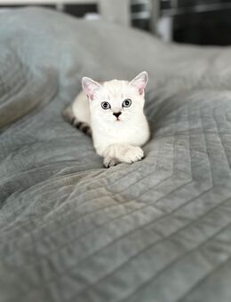 Zwei BKH Kitten (weiblich) - Oberndorf (Neckar)