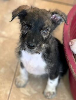 Fluffy Spike - Alfdorf