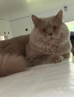 Ich suche eine Dame für ein Date. - Springe