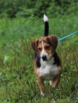 BEAGLE Nr. 67J - freundlich unterwegs - Overath