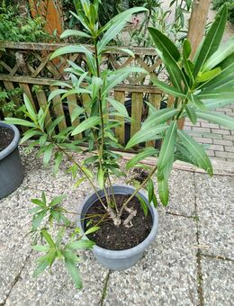 Oleander rot klein - Barsinghausen
