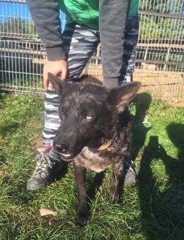 FRICSKA-VA. wundervoller Charakter - Neustadt (Rübenberge)