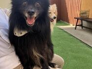 Casper SR Maus sucht Herzensmenschen - Neustadt (Rübenberge)
