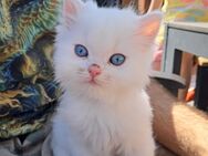 Katze - Teutschenthal