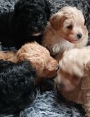 Das Familienglück auf lockigen Pfötchen , 6 reinrassige Zwerg- Pudelbabys möchten Euer Herz erobern in 36205